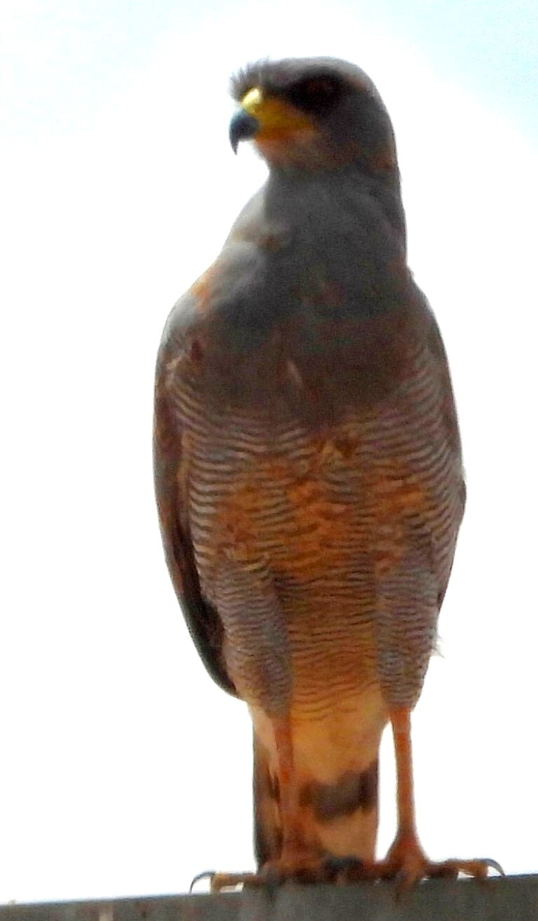Eastern Chanting Goshawk (Melierax poliopterus), photo 4
