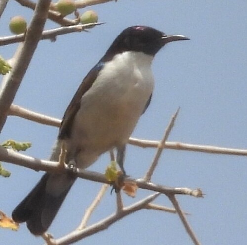 Eastern Violet-backed Sunbird (Anthreptes orientalis), photo 8