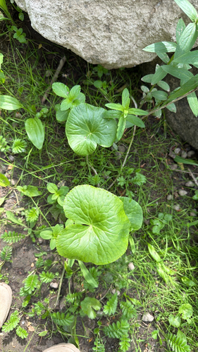 marsh marigold