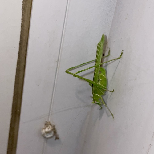 Elegant Bush Katydid