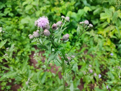 creeping thistle