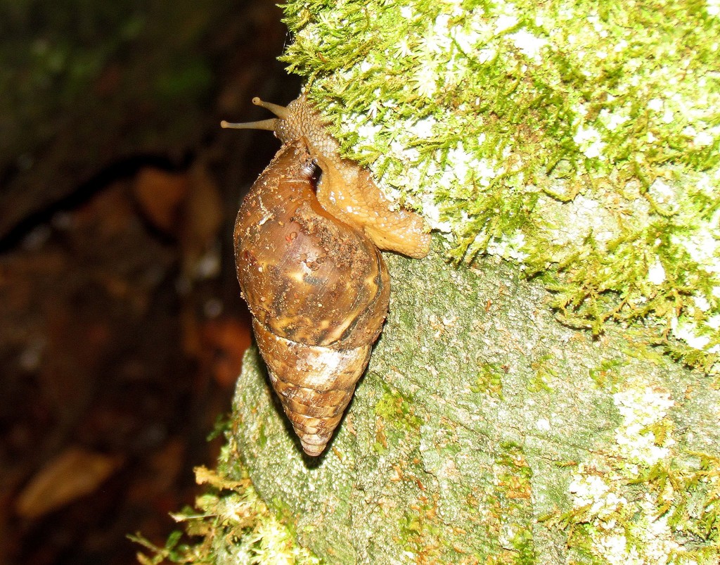 Corona perversa