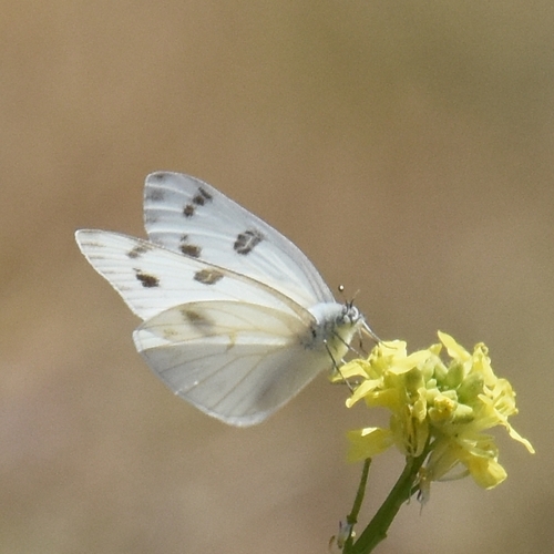 Checkered White