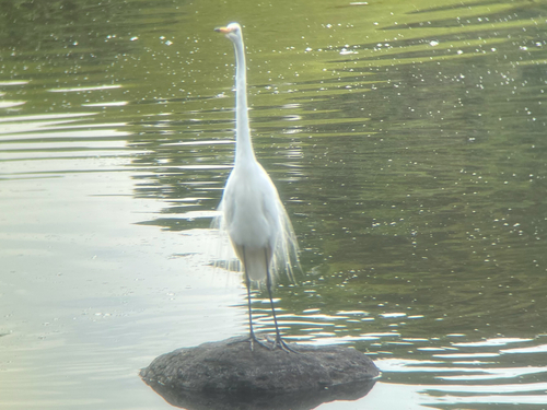 Great Egret