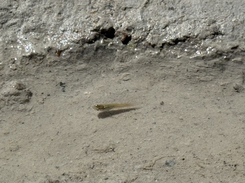 Western Mosquitofish