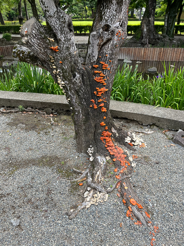 Southern Cinnabar Polypore