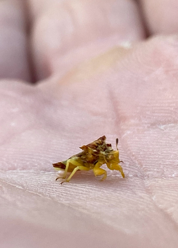 Jagged Ambush Bug