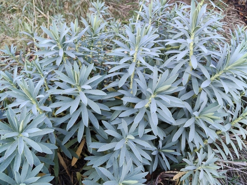 Euphorbia glauca, photograph 6