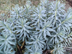 Euphorbia glauca, photograph (c) John Barkla, some rights reserved (CC BY)