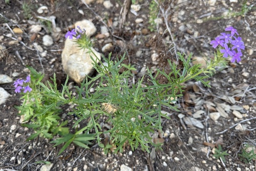 Dakota mock vervain