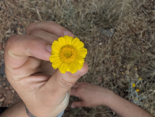 Desert Marigold