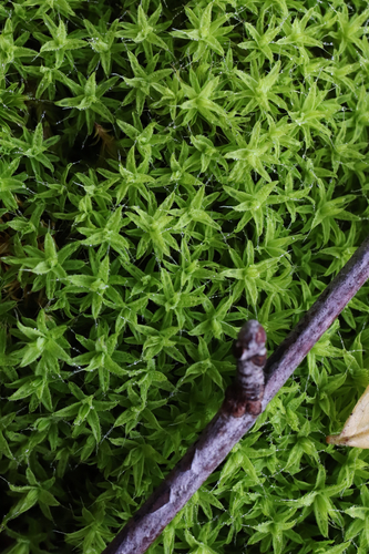 Bearded Screwmoss