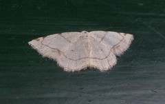 Stegania trimaculata