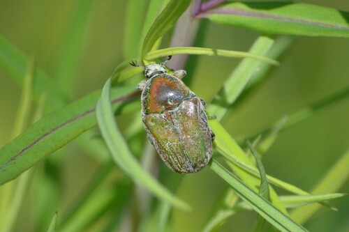 Emerald Euphoria