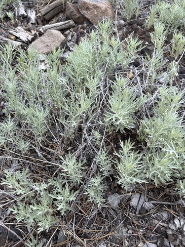 Silver Wormwood