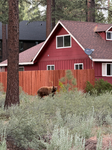 American Black Bear