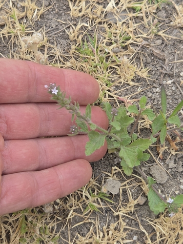 Verbena bracteata
