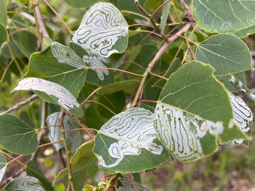 Aspen Serpentine Leafminer Moth