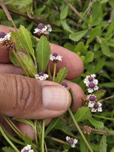 Phyla nodiflora