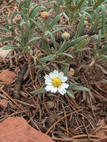 blackfoot daisy