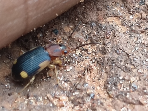 Vivid Metallic Ground Beetles