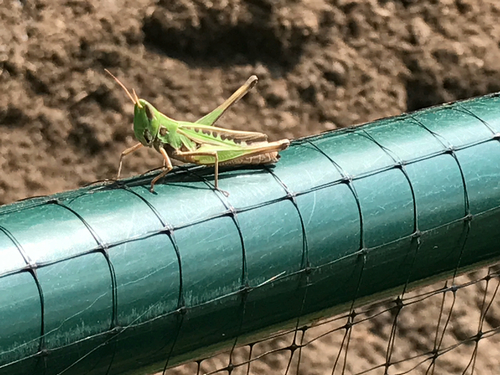 Admirable Grasshopper