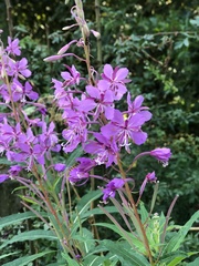 Chamaenerion angustifolium