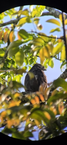 Zone-tailed Hawk
