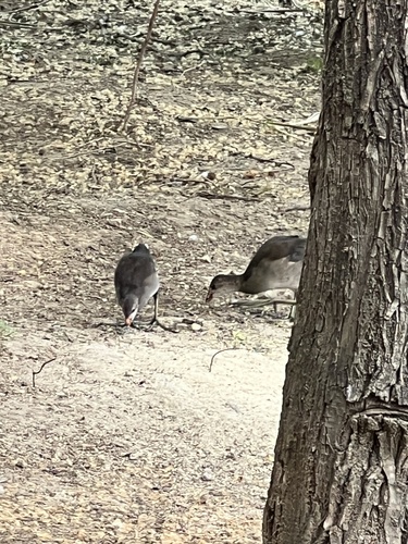 Common Moorhen