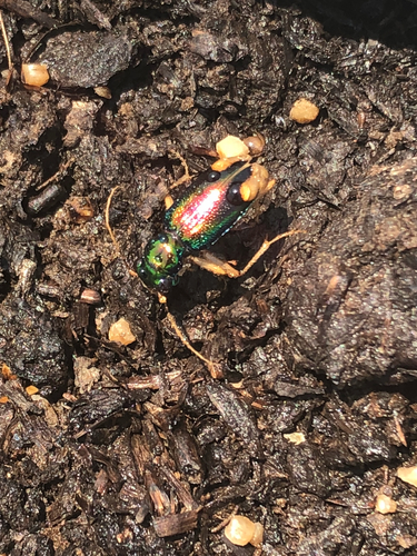 Carolina Metallic Tiger Beetle