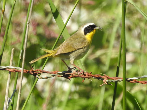 Common Yellowthroat
