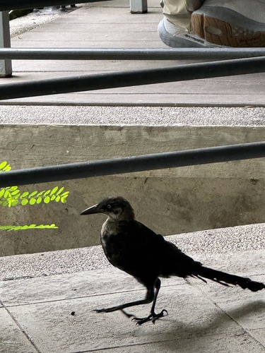 Great-tailed Grackle