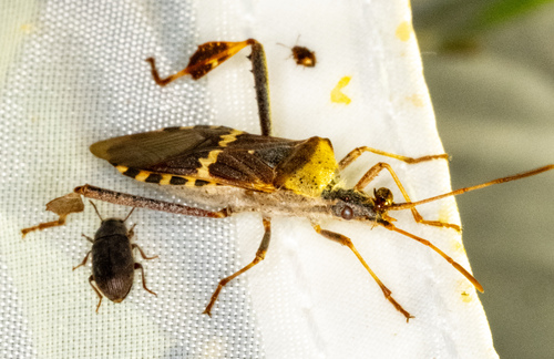 Leptoglossus clypealis