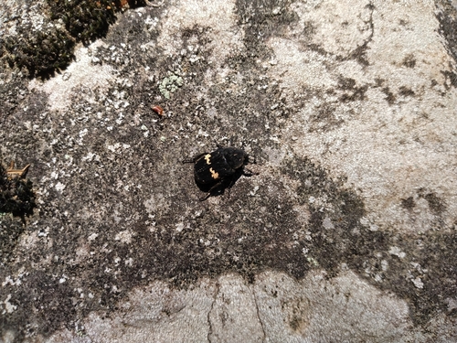 Black Flower Chafer