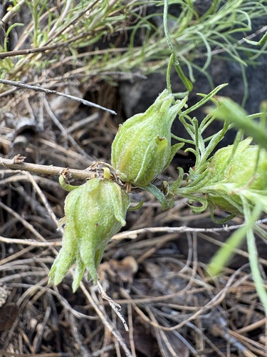iNaturalist observation photo of Rabbitbrush stem gall moth