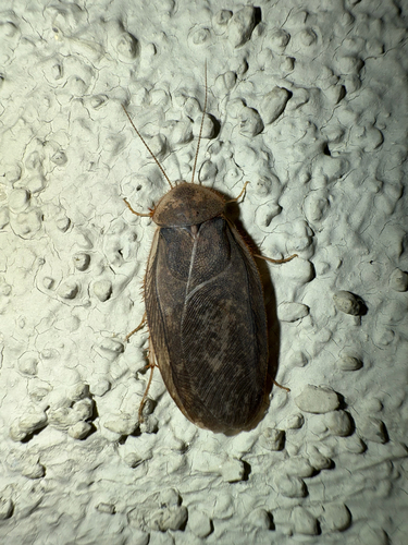 Arenivaga