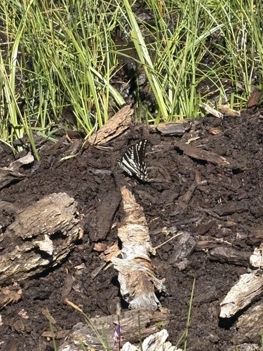 iNaturalist observation photo of Pale Swallowtail