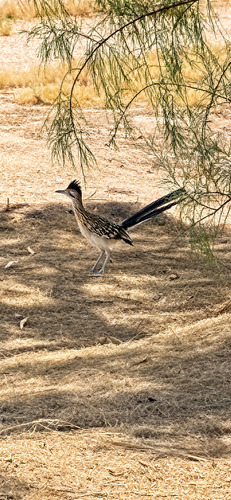 Greater Roadrunner