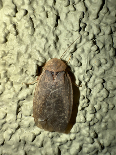 Arenivaga