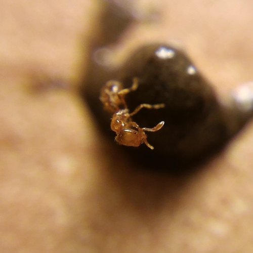 Solenopsis molesta