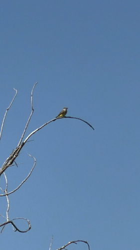 Western Kingbird