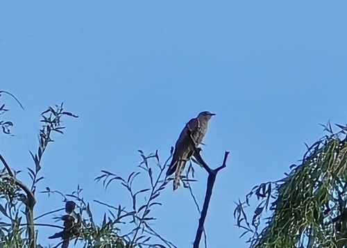 Common Cuckoo