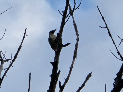 Eurasian Green Woodpecker