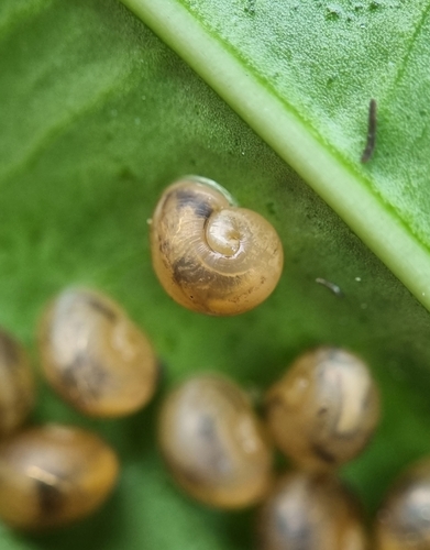 Garden Snail