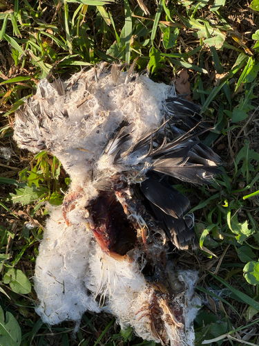 Cooper's Hawk