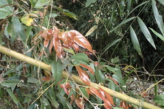 Ficus sarmentosa, photograph (c) Licheng Shih, some rights reserved (CC BY)