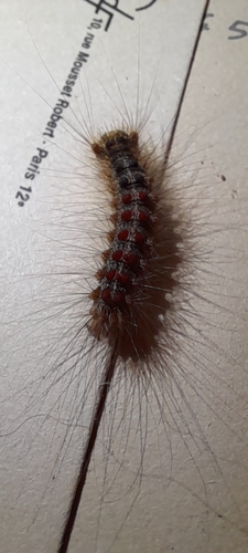 Spongy Moth