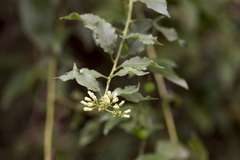 Microglossa pyrifolia