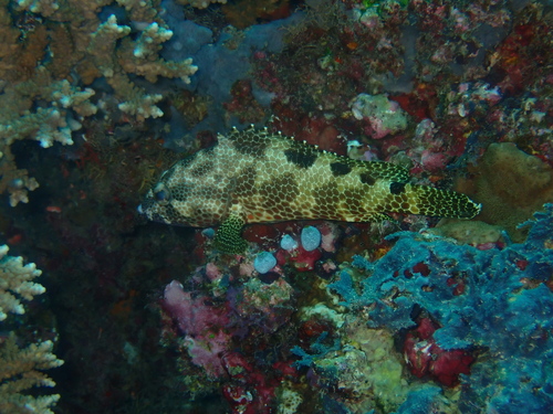 Epinephelus spilotoceps observed 2026-05-21