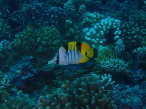 Blackwedged butterflyfish (Chaetodon falcula) — Chaetodontidae — 5
